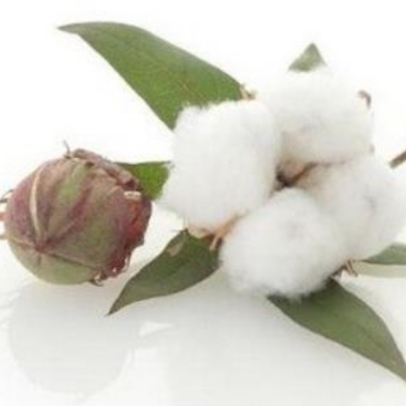 Chiny Cotton Market Cotygodniowy Raport: Ceny bawełny Wpisz okres oczekiwania i patrzenia pod presją